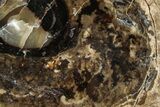 Polished Fossil Stromatolite Colony on Petrified Wood - Utah #365913-1
